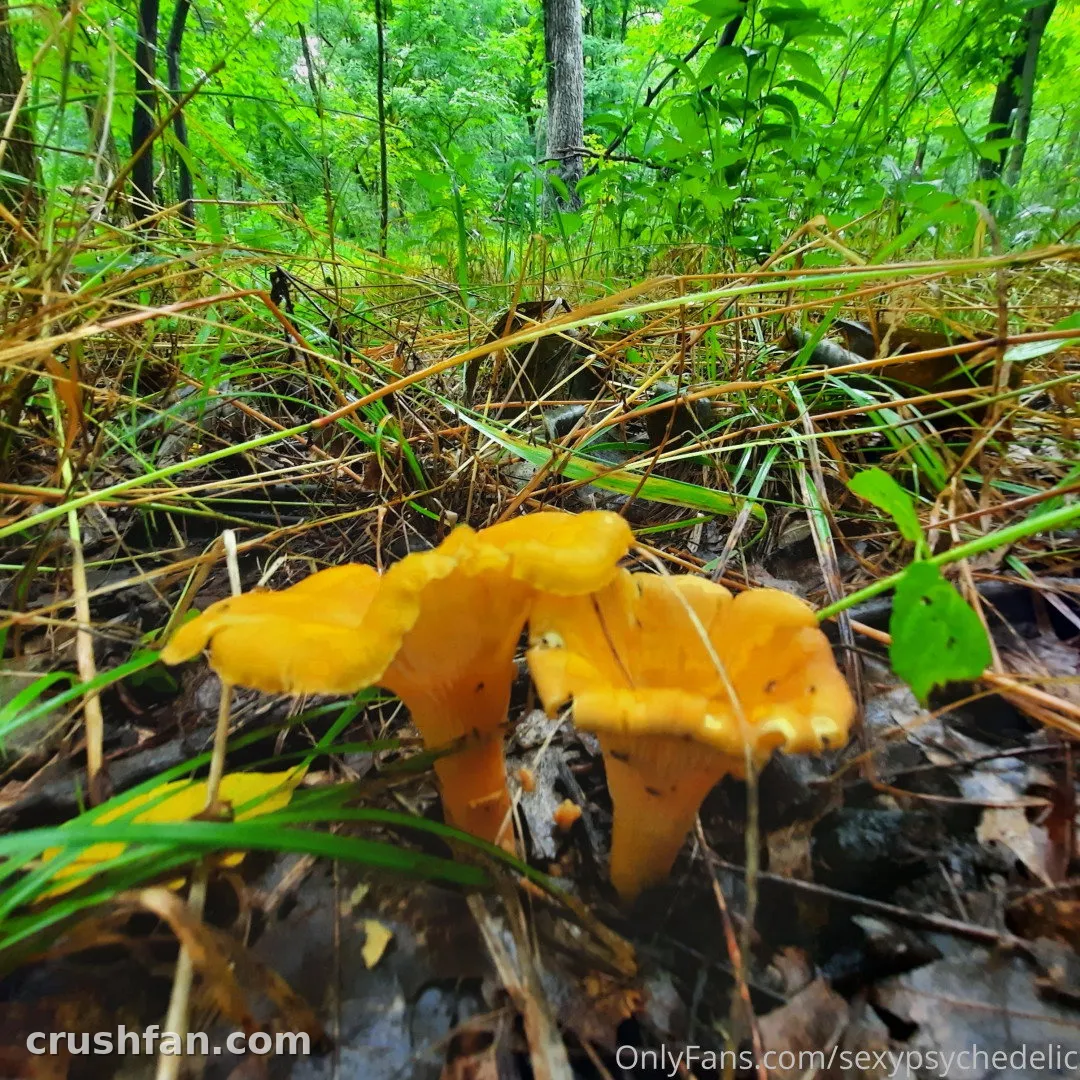 Cogumelos dourados crescendo entre grama e folhas no chão de uma floresta