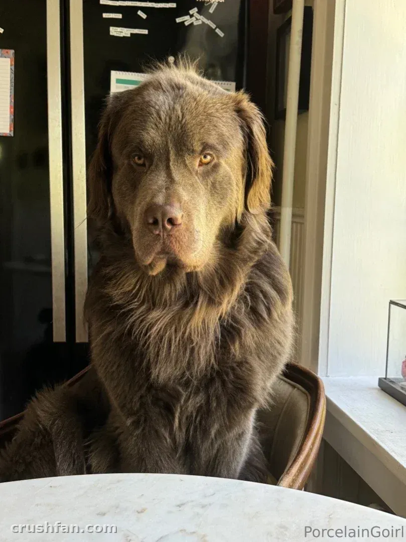 Rosealine em ambiente interno com um grande cachorro marrom sentado em uma cadeira perto de uma janela