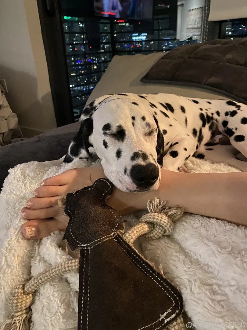 Amanda Cerny's arm resting near a spotted dog on a fluffy blanket with city lights in the background.